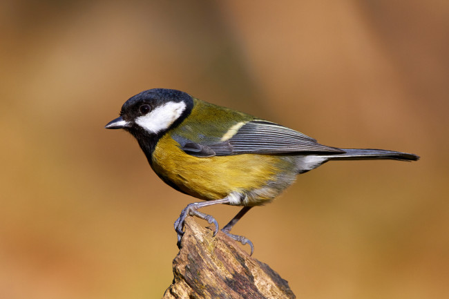 Обои картинки фото животные, синицы,  лазоревки, птичка