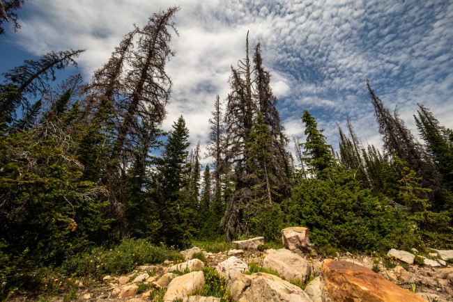 Обои картинки фото природа, лес, простор