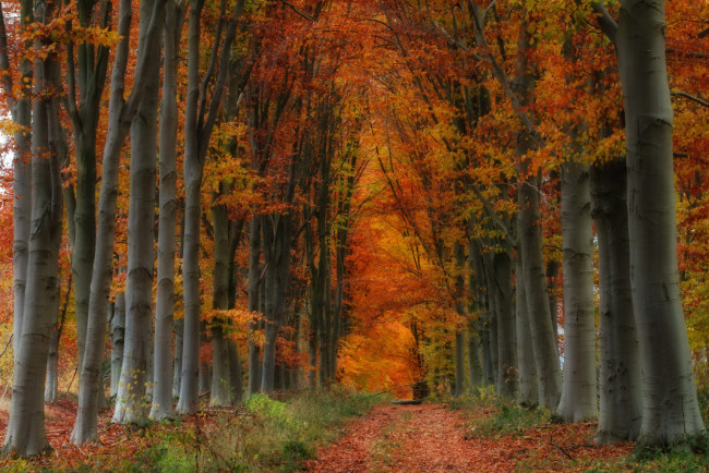 Обои картинки фото природа, парк, простор