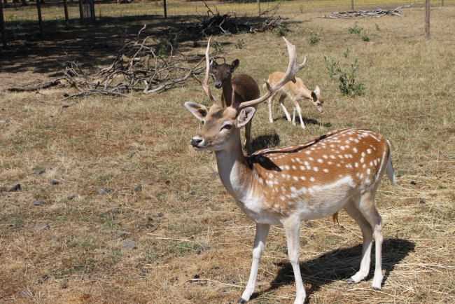 Обои картинки фото животные, олени, площадка, хворост