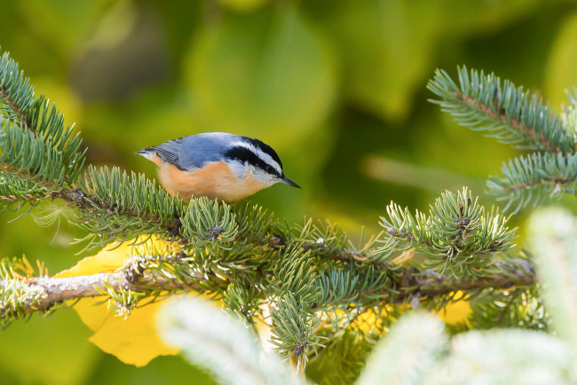 Обои картинки фото животные, поползни, птичка