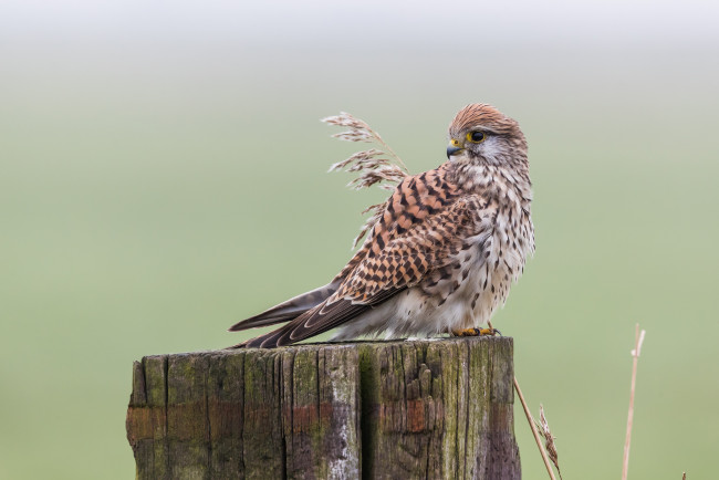 Обои картинки фото животные, птицы - хищники, птичка