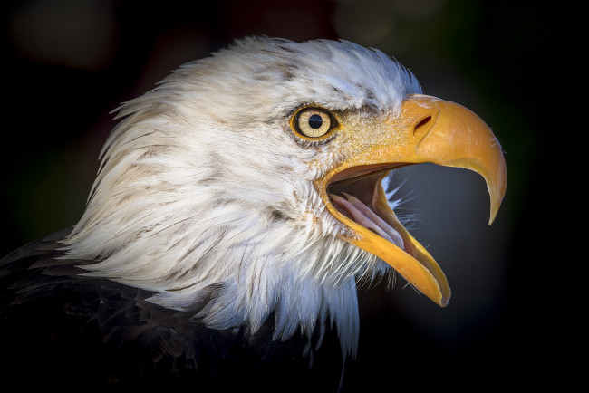 Обои картинки фото животные, птицы - хищники, птичка