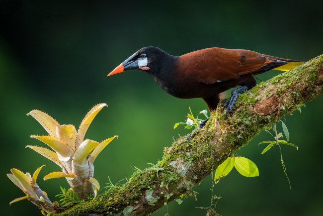 Обои картинки фото животные, птицы, птичка