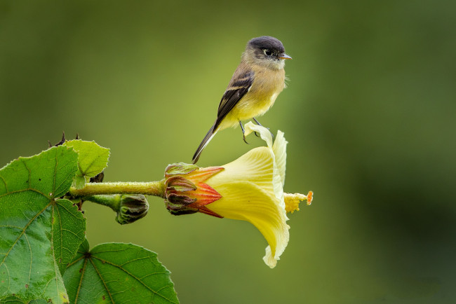 Обои картинки фото животные, птицы, птичка