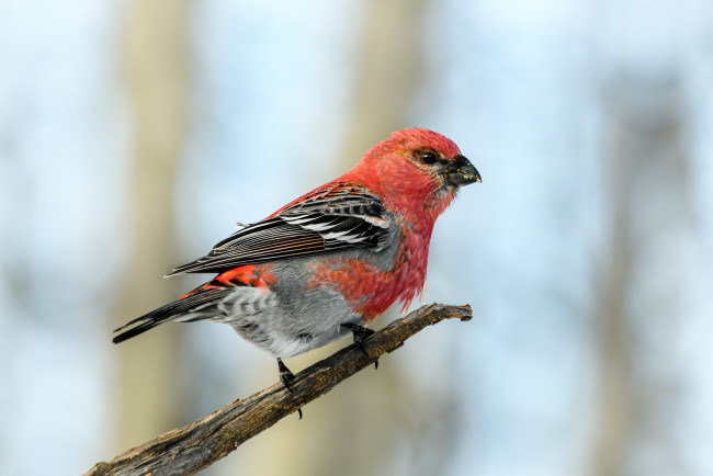 Обои картинки фото животные, птицы, птичка