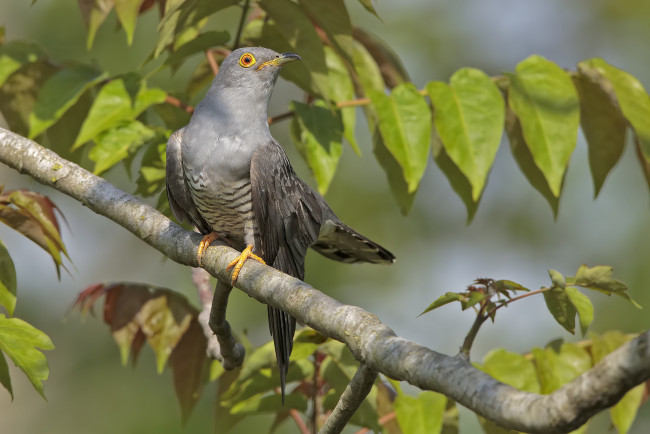 Обои картинки фото животные, птицы, птичка