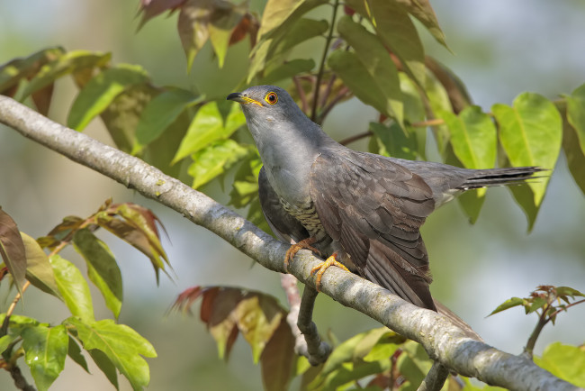 Обои картинки фото животные, птицы, птичка