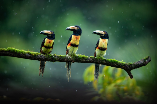 Обои картинки фото животные, птицы, птичка