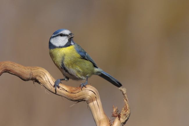Обои картинки фото животные, синицы,  лазоревки, птичка