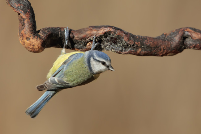 Обои картинки фото животные, синицы,  лазоревки, птичка