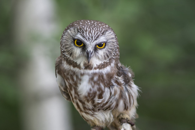 Обои картинки фото животные, совы, птичка