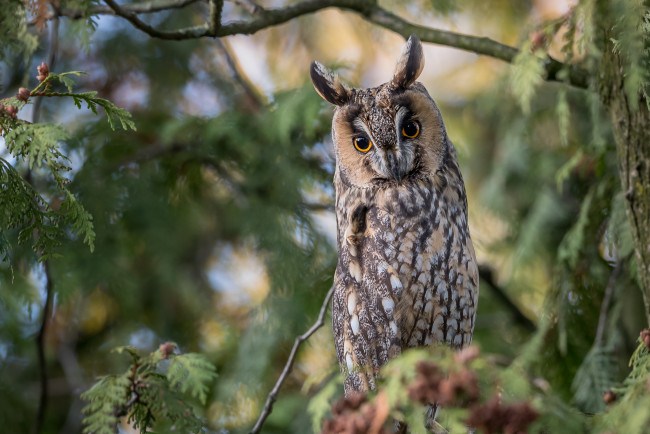 Обои картинки фото животные, совы, птичка