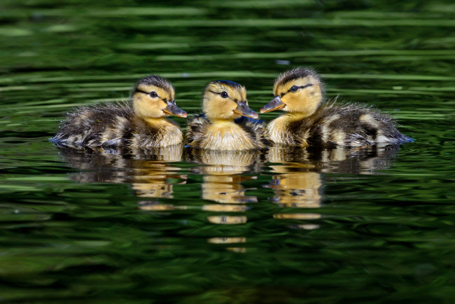 Обои картинки фото животные, утки, птичка