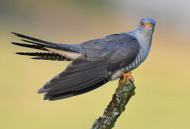 Обои картинки фото животные, птицы, птичка