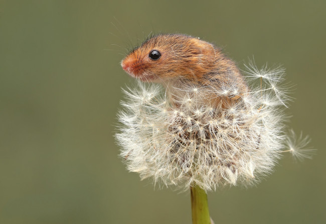 Обои картинки фото животные, крысы,  мыши, мышка