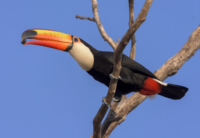 Обои картинки фото животные, туканы, птичка