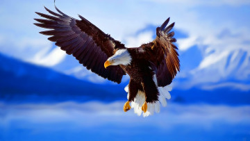 Картинка разное компьютерный+дизайн полет орел фон