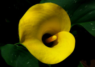 Картинка цветы каллы желтая калла макро