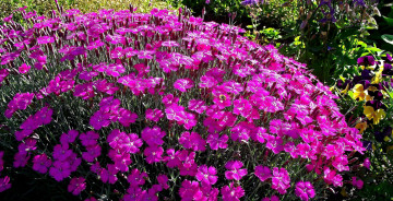 Картинка цветы гвоздики розовая гвоздика много