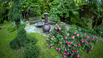 Картинка природа парк розовый куст