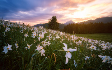 Картинка природа луга луг весна нарциссы