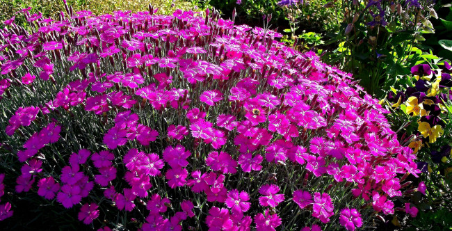 Обои картинки фото цветы, гвоздики, розовая, гвоздика, много