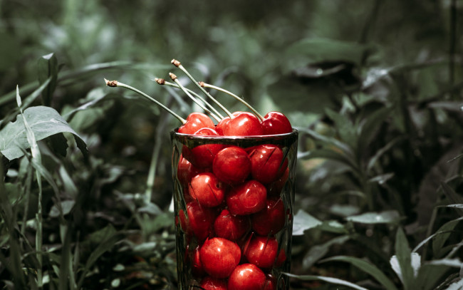 Обои картинки фото еда, вишня,  черешня, черешня
