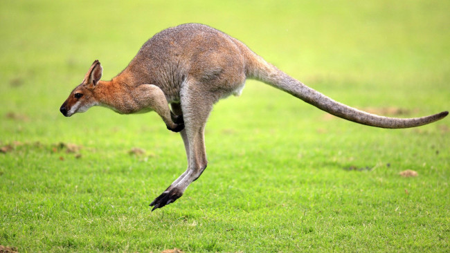 Обои картинки фото животные, кенгуру, трава