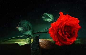 Картинка рисованное алексей+антонов роза капли