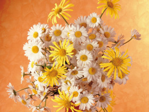 Картинка цветы луговые полевые