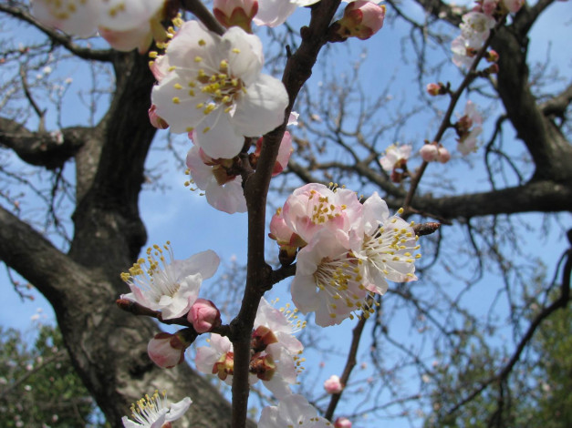 Обои картинки фото цветы, цветущие, деревья, кустарники