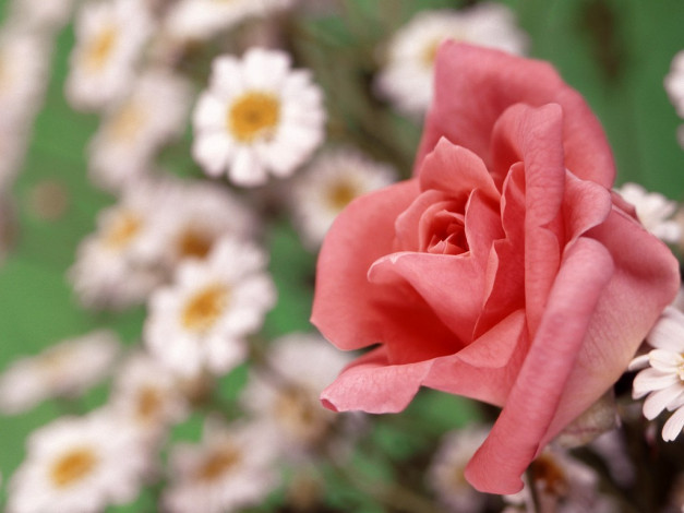 Обои картинки фото цветы, розы