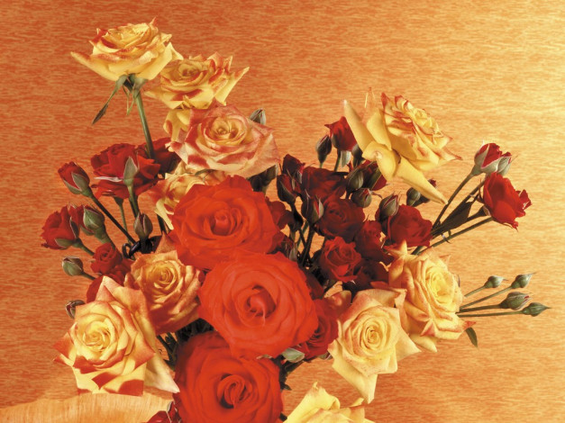 Обои картинки фото цветы, розы