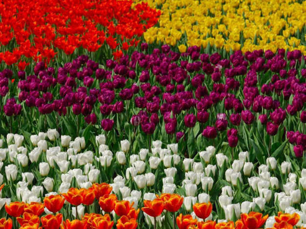 Обои картинки фото цветы, тюльпаны