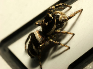 Картинка животные пауки