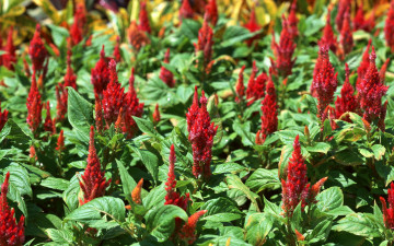 Картинка цветы амаранты