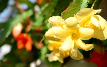 Картинка цветы цветущие деревья кустарники