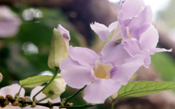 Картинка цветы кампсис текома