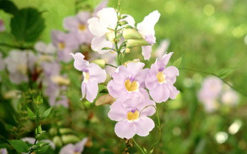 Картинка цветы кампсис текома