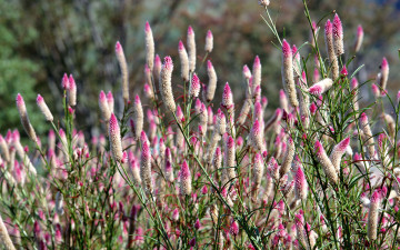 Картинка цветы луговые полевые
