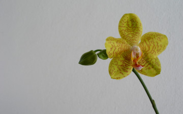 Картинка цветы орхидеи