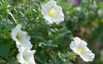 Картинка цветы петунии калибрахоа