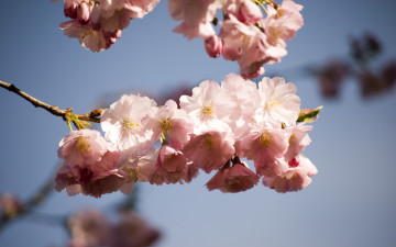 Картинка цветы сакура вишня