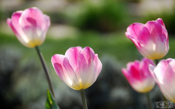 Картинка цветы тюльпаны