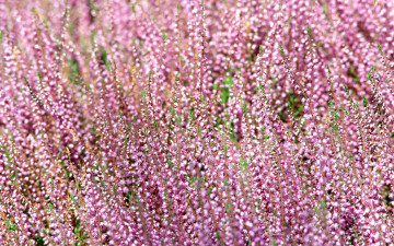 Картинка цветы вереск эрики