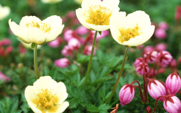 Картинка цветы ветреницы печёночницы