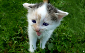 Картинка животные коты