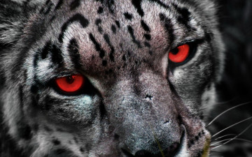 Картинка животные снежный барс ирбис