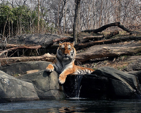 Обои картинки фото животные, тигры